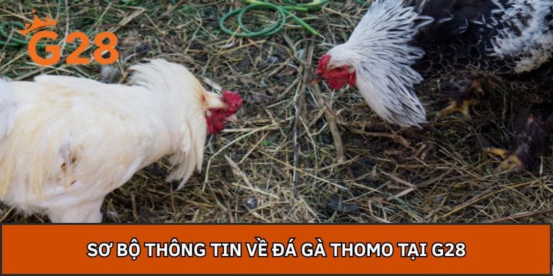 Sơ bộ thông tin về đá gà thomo tại G28